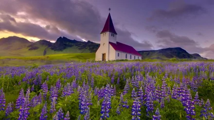 Víkurkirkja church stands amid a vibrant field of purple lupine flowers under a dramatic sky, captured in a serene HD desktop wallpaper.