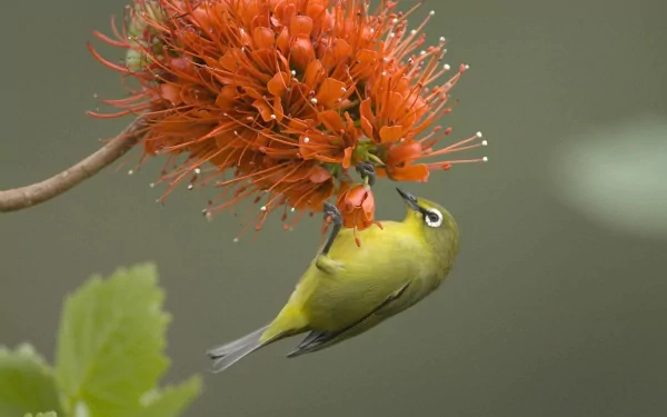 A Japanese white-eye bird gracefully feeds on vibrant orange flowers, creating a stunning nature scene that serves as a captivating HD desktop wallpaper and background.