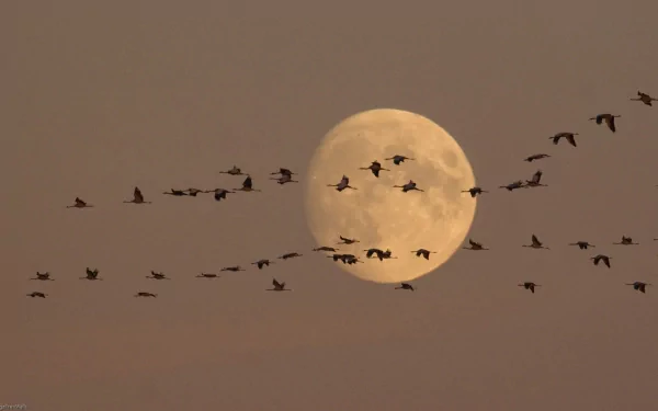 A serene scene featuring a full moon surrounded by a flock of storks in flight, set against a soft brown sky, creating a tranquil and captivating atmosphere.