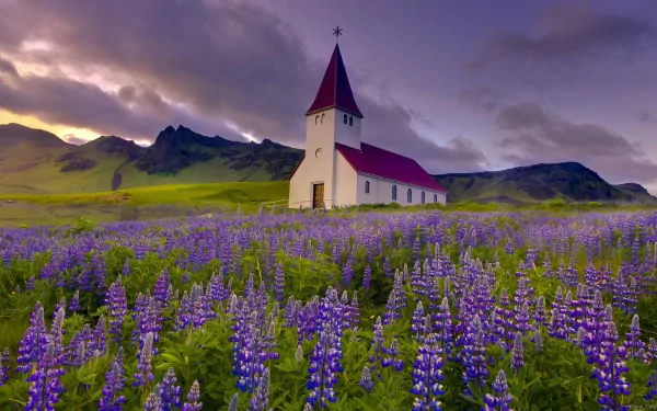 Víkurkirkja church stands amid a vibrant field of purple lupine flowers under a dramatic sky, captured in a serene HD desktop wallpaper.