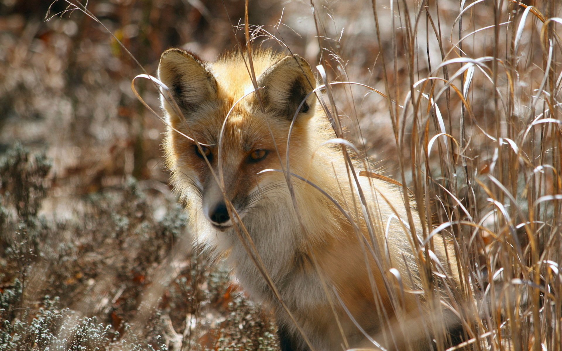 HD PC desktop wallpaper featuring a close-up of a fox partially hidden among tall dry grass in a natural outdoor setting.
