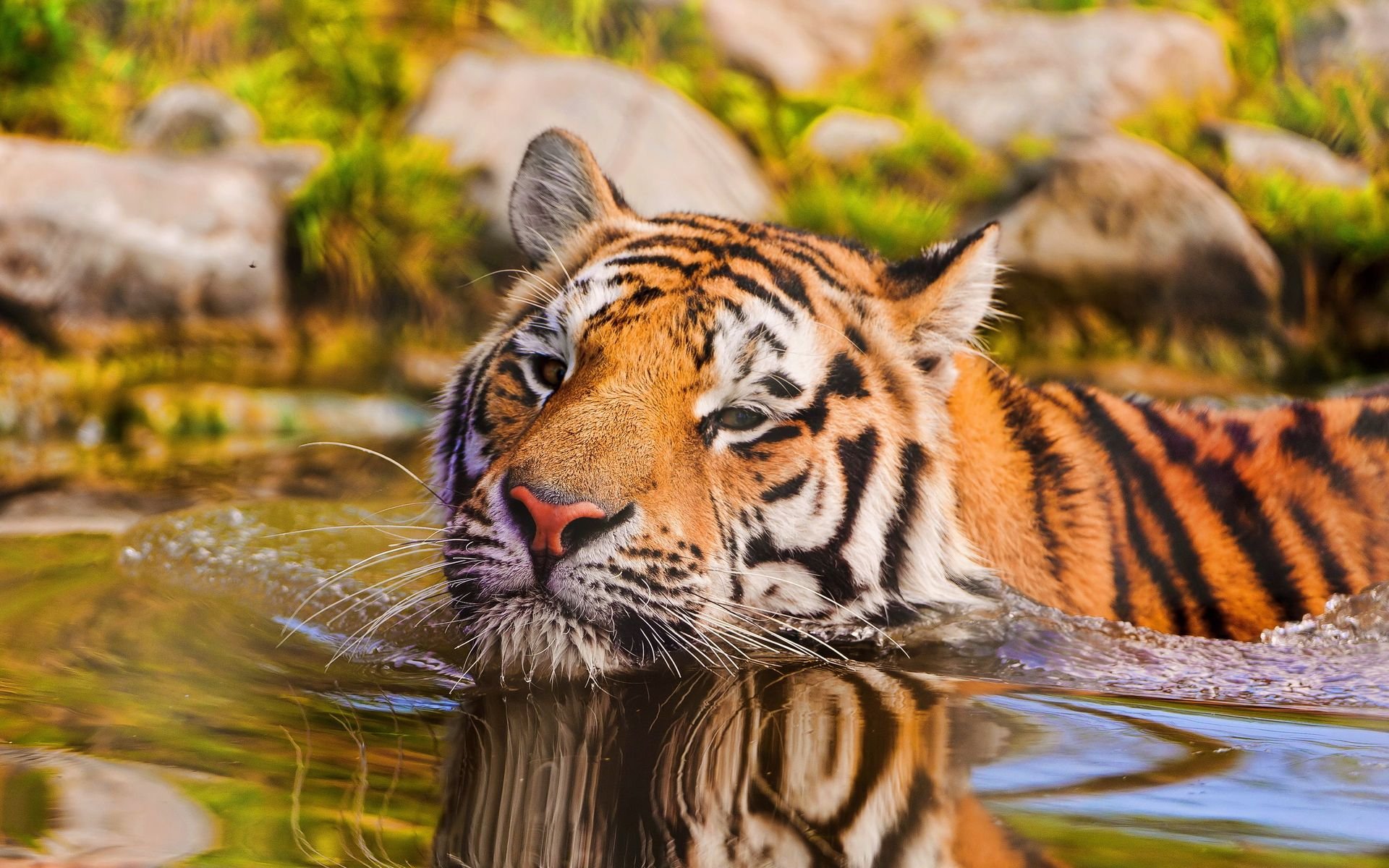 HD PC desktop wallpaper featuring a majestic tiger partially submerged in water with lush greenery and rocks in the background.