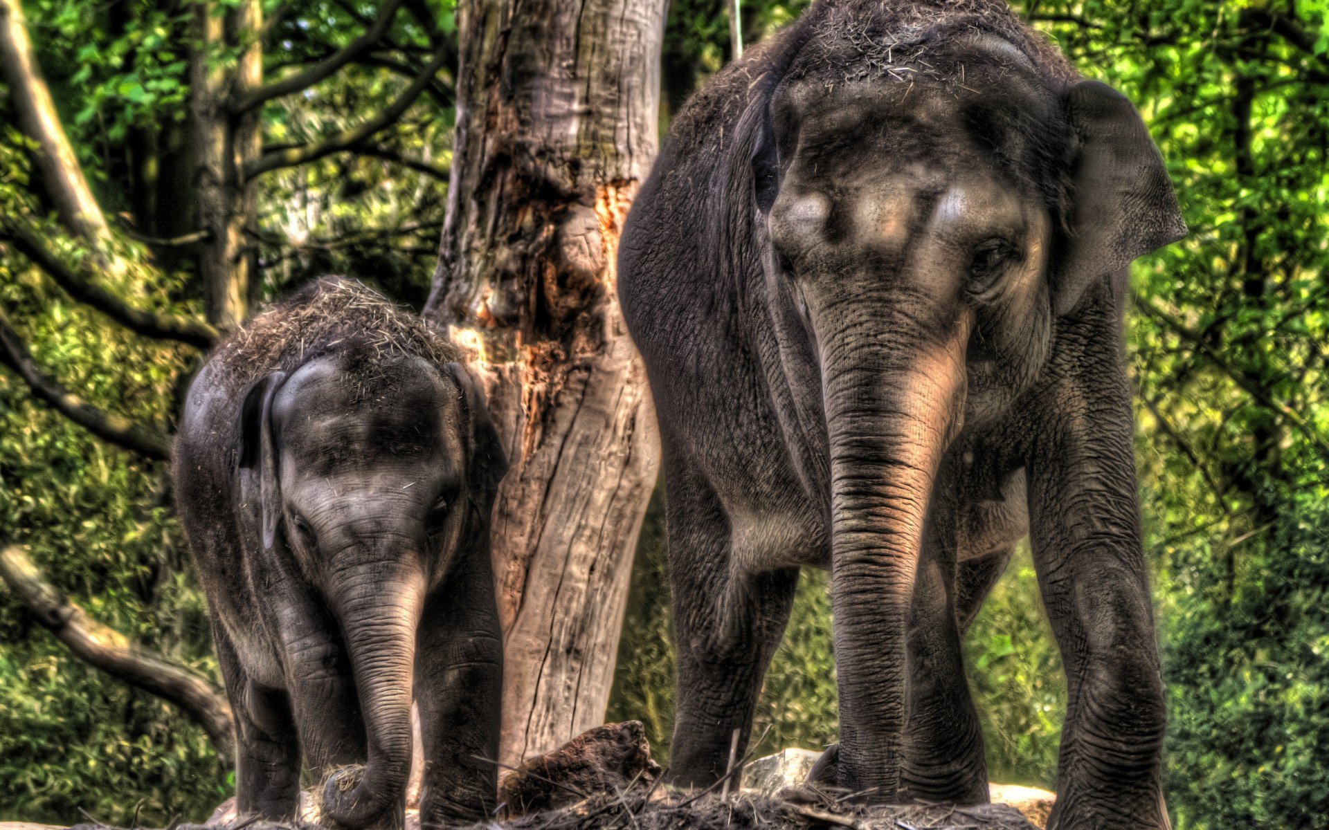 HD PC desktop wallpaper of two Asian elephants standing near trees in a lush green forest, their textured skin highlighted by dappled sunlight.