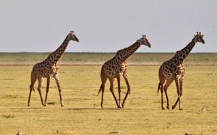 HD desktop wallpaper featuring three giraffes walking across a grassy plain under a clear sky, showcasing the beauty of wildlife and nature.