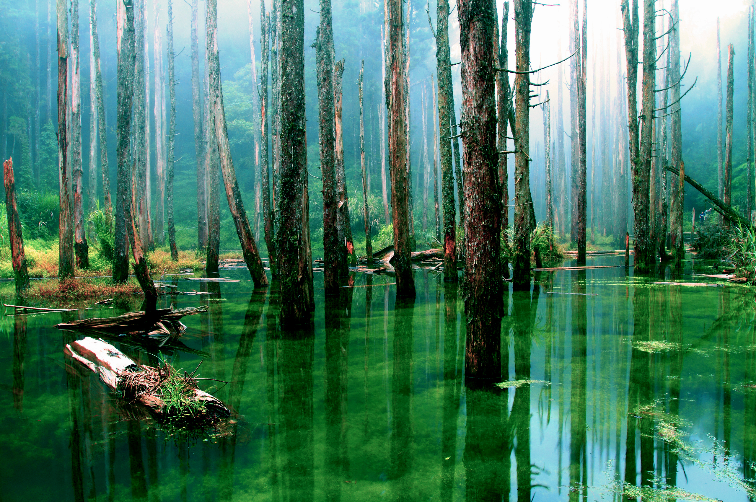 Earth Swamp HD Wallpaper | Background Image