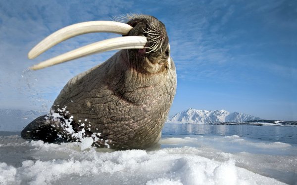 Walrus HD Wallpaper | Background Image | 1920x1080 | ID:241894