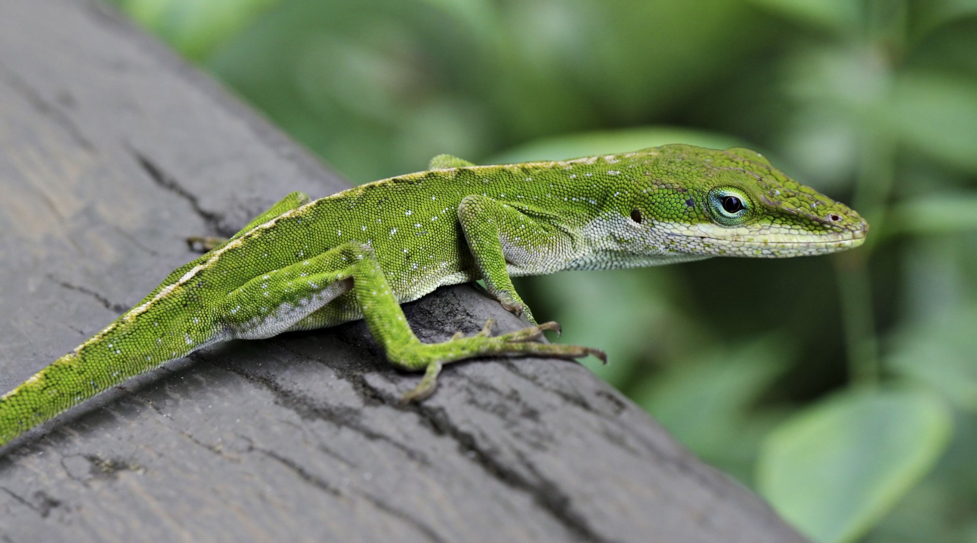 Green Anole Lizard (Anolis carolinensis) on railing in Hilo, Hawaii. by