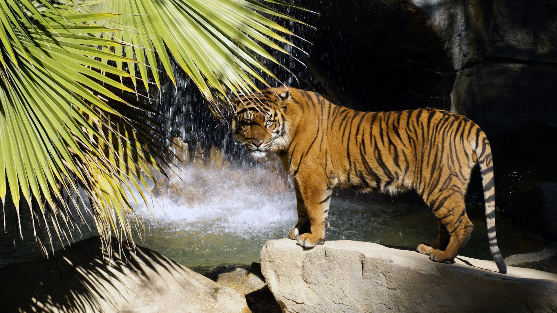A majestic tiger stands near water, framed by lush greenery. This high-definition image captures the beauty of wildlife, making it an eye-catching desktop wallpaper.
