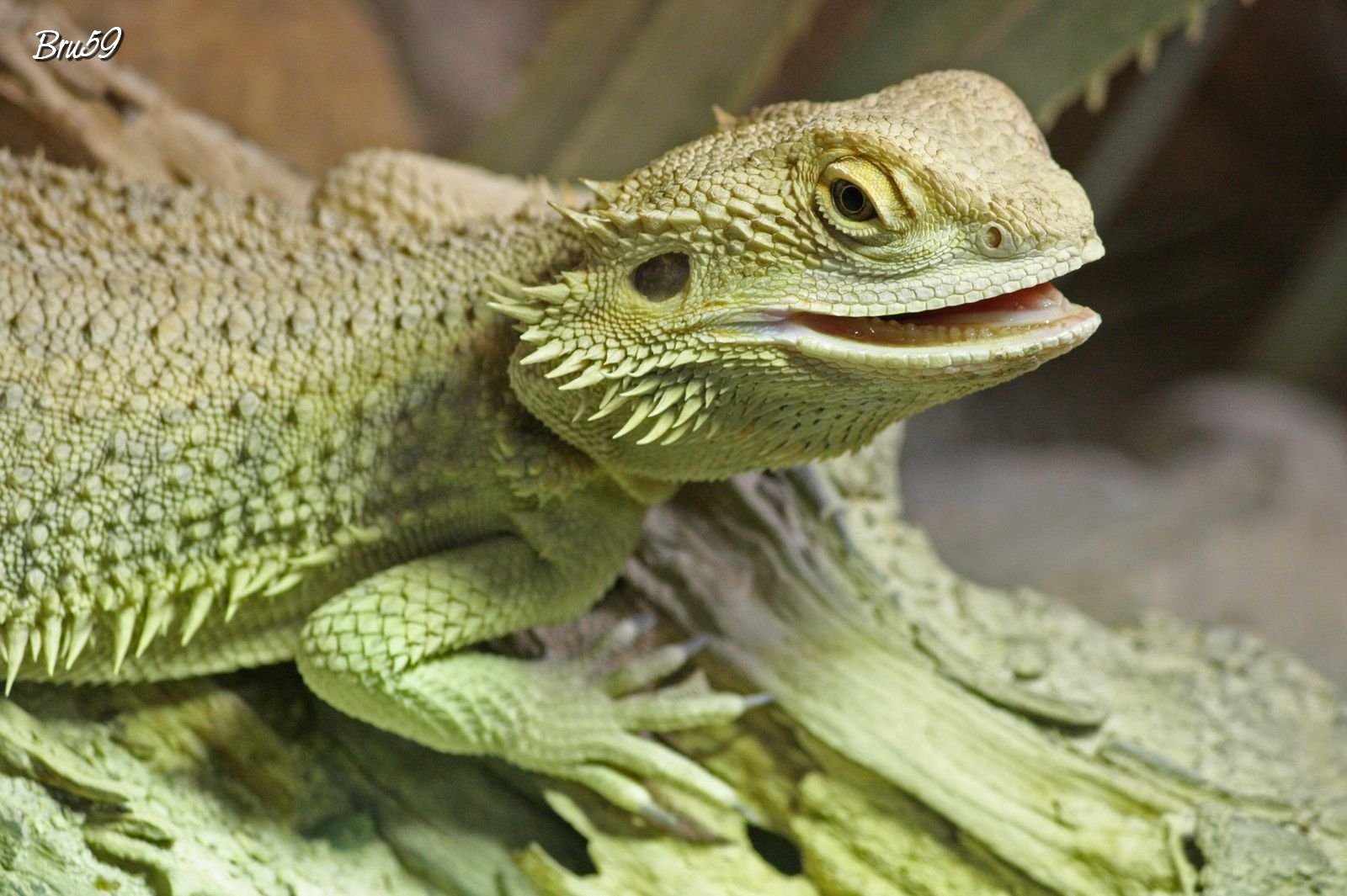 Close-up HD desktop wallpaper of a bearded dragon lizard resting on a textured log, showcasing its detailed scales and bright eye.