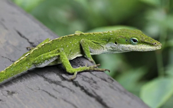  Green Anole Lizard (Anolis carolinensis) on railing in Hilo, Hawaii. by Paul Hirst