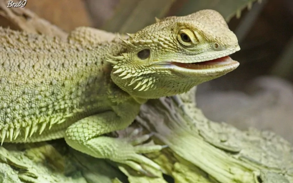 lizard Animal Bearded Dragon HD Desktop Wallpaper | Background Image