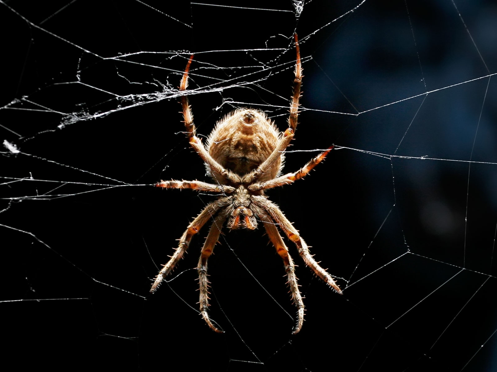 Animal Spider Wallpaper