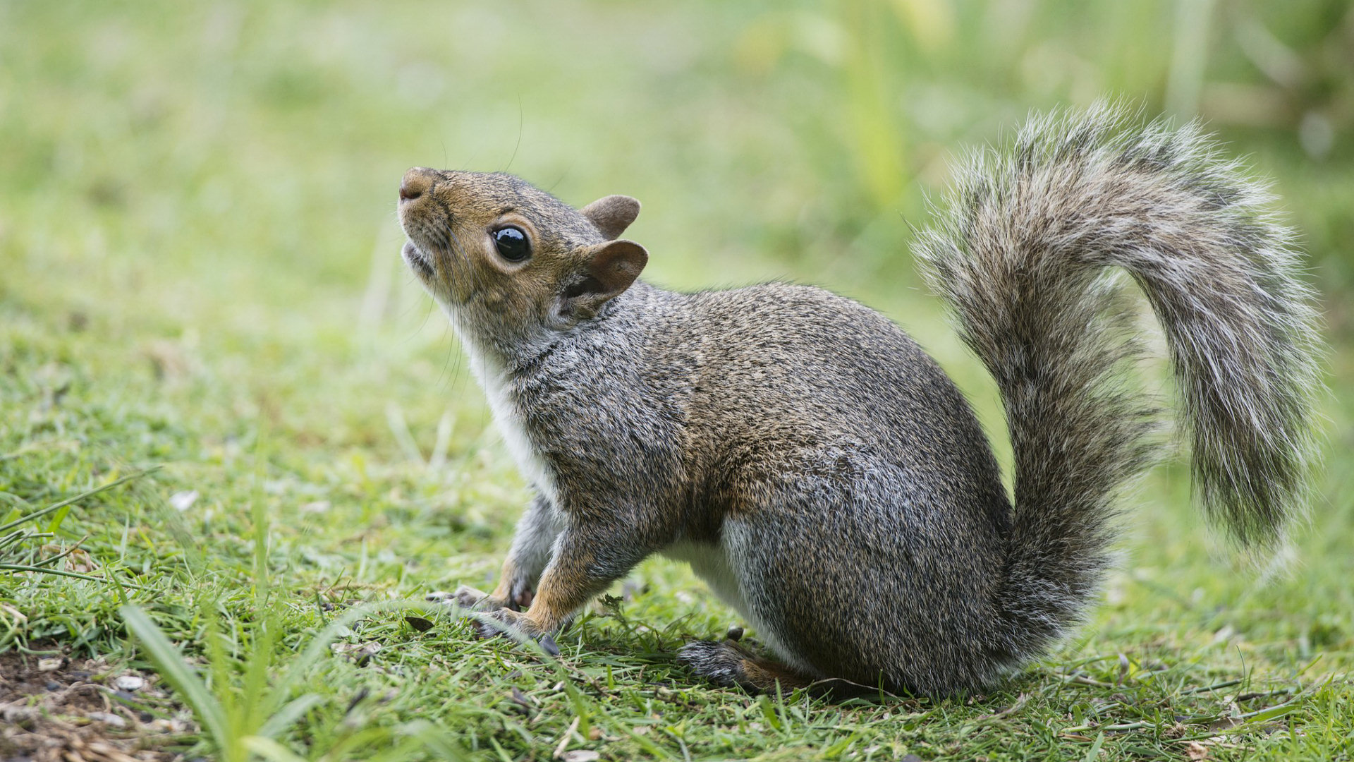Download Animal Squirrel HD Wallpaper