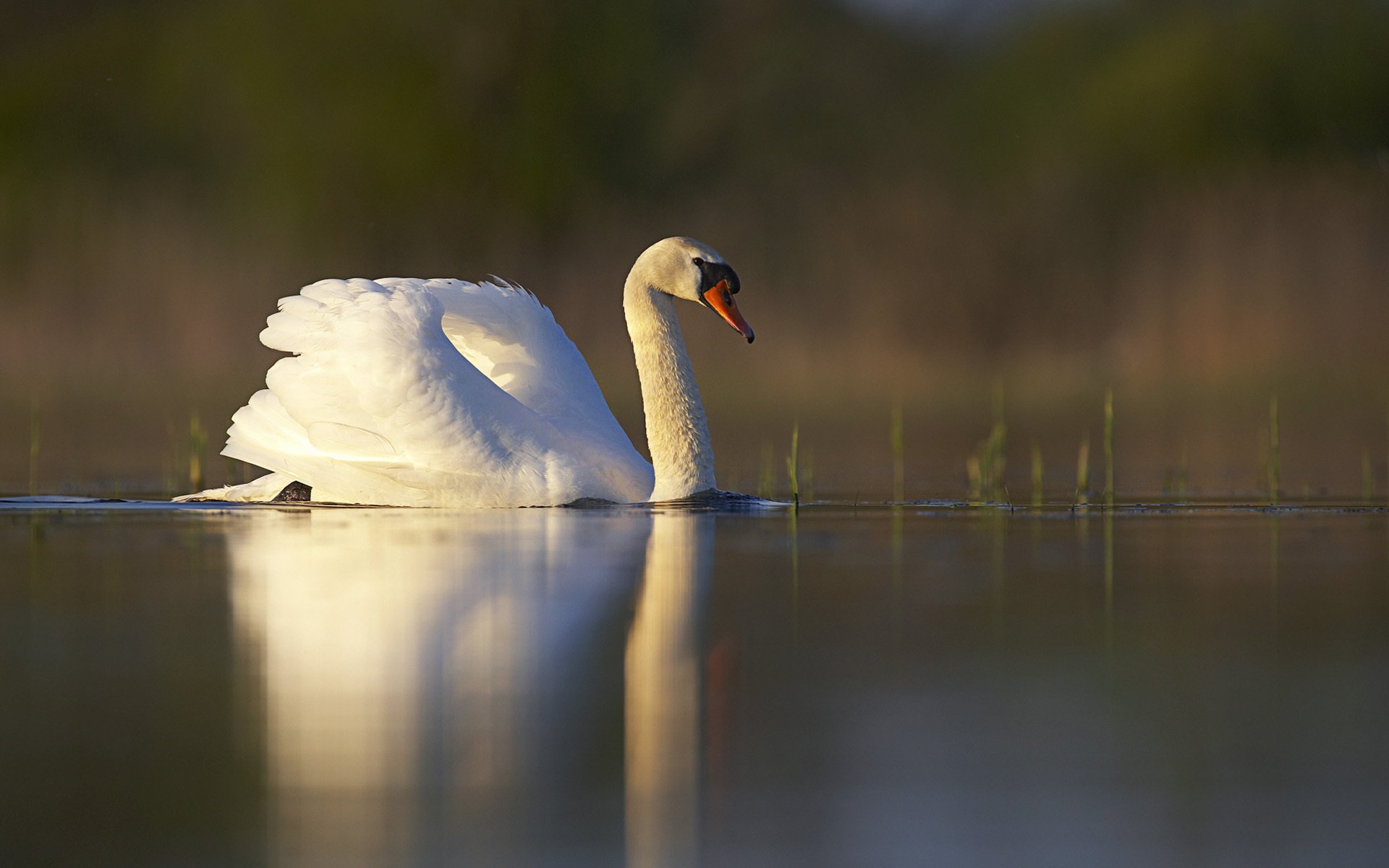HD desktop wallpaper featuring a serene mute swan gliding gracefully on calm water, showcasing the elegance of this white bird in a natural animal habitat.
