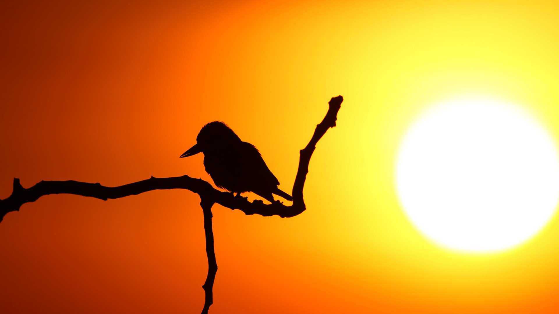 Download Silhouette Sun Animal Bird HD Wallpaper