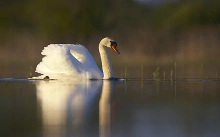 HD desktop wallpaper featuring a serene mute swan gliding gracefully on calm water, showcasing the elegance of this white bird in a natural animal habitat.