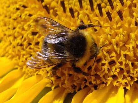Animal bumblebee HD Desktop Wallpaper | Background Image