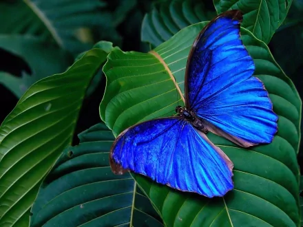A vibrant blue butterfly rests on lush green leaves, creating a stunning HD wallpaper and background that showcases the beauty of nature.