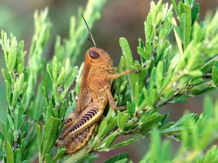 Animal grasshopper HD Desktop Wallpaper | Background Image