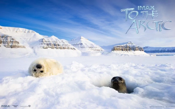 ice Antarctica snow mountain seal arctic movie to the arctic Snowy Mountain HD Desktop Wallpaper | Background Image