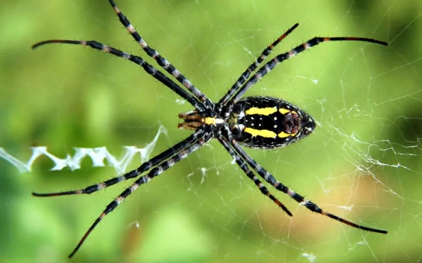 Animal spider HD Desktop Wallpaper | Background Image