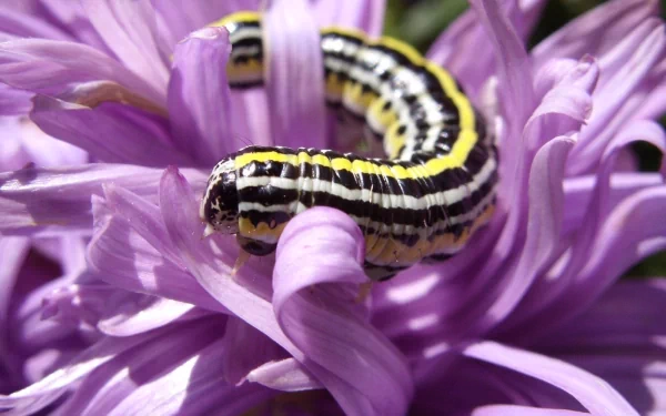 Animal caterpillar HD Desktop Wallpaper | Background Image