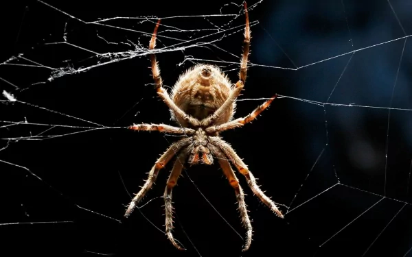 HD PC desktop wallpaper featuring a close-up of a spider perched on its intricate web against a dark background.