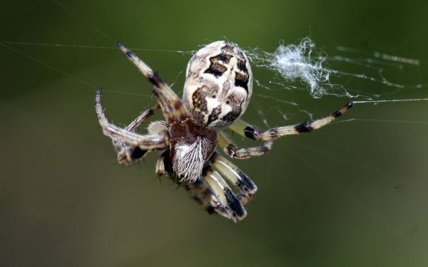Animal Spider Spiders Close-Up Arachnid Spider Web HD Wallpaper | Background Image