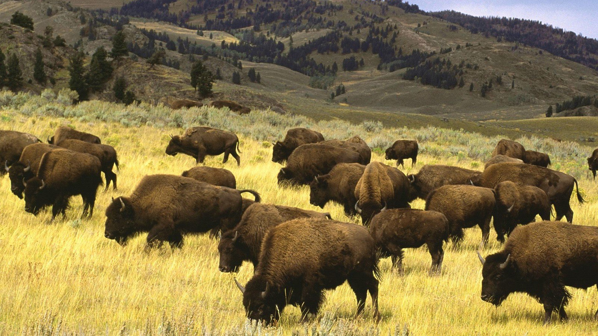 Bison d’Amérique du Nord Fond d’écran HD | Arrière-Plan | 1920x1080