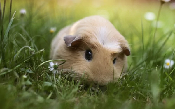 Animal cute HD Desktop Wallpaper | Background Image