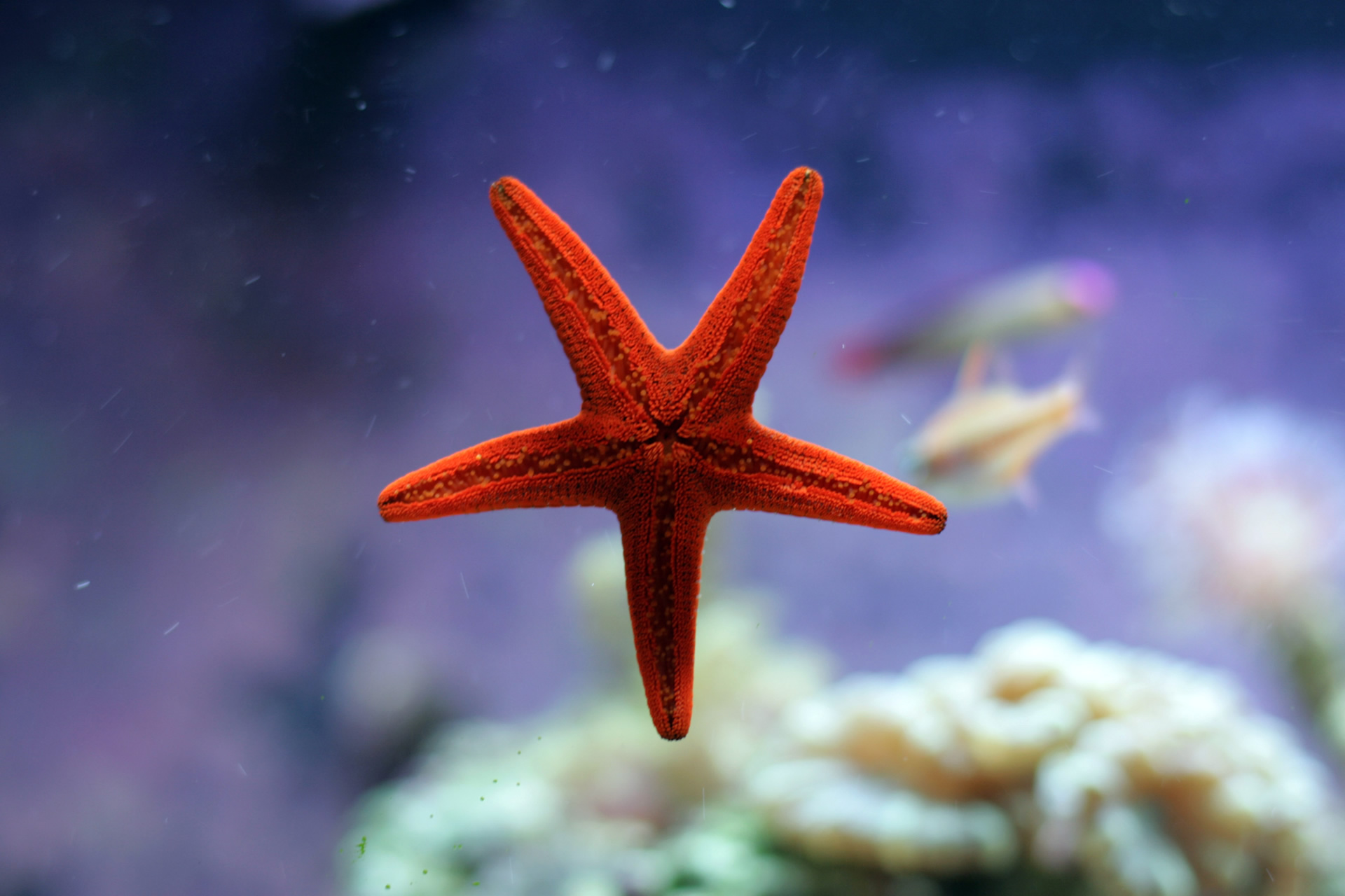Tải + Download hình nền động vật Sao Biển – Starfish 4k Ultra full hd