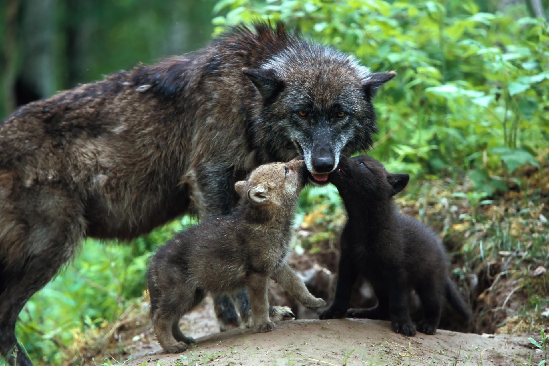 A high-definition desktop wallpaper featuring a mother wolf with her two playful baby pups in a lush, green forest background.