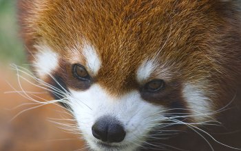 240 Red Panda Hd Wallpapers Background Images