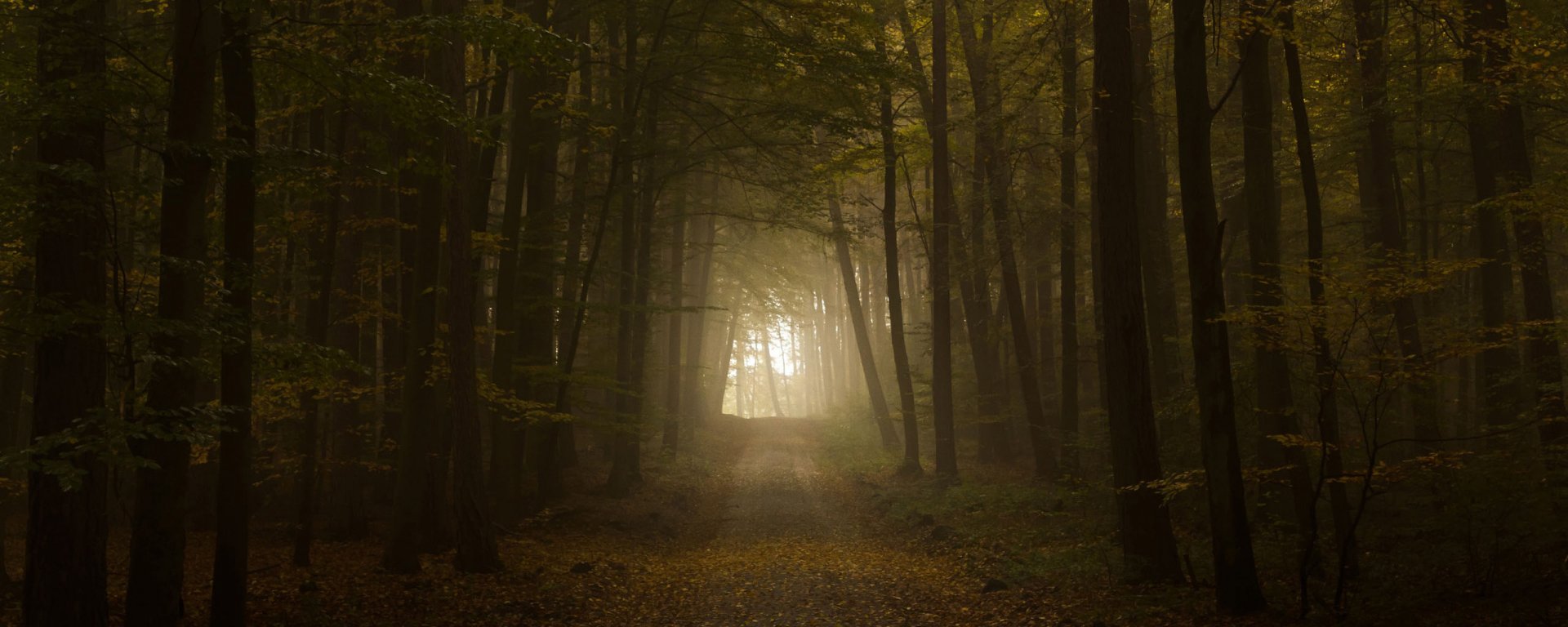 HD desktop wallpaper of a misty forest with a man-made road leading toward a bright clearing through tall trees.