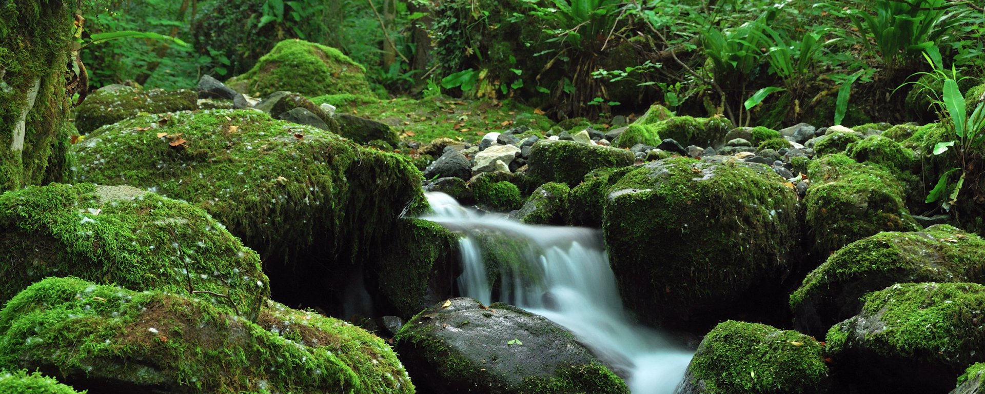 HD desktop wallpaper of a serene forest stream flowing over moss-covered rocks surrounded by lush green vegetation.