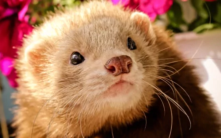 Close-up of a curious ferret with soft fur and bright eyes, set against vibrant pink flowers, captured in an HD PC desktop wallpaper and background.