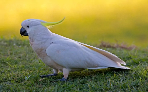 Animal Sulphur-crested cockatoo HD Desktop Wallpaper | Background Image