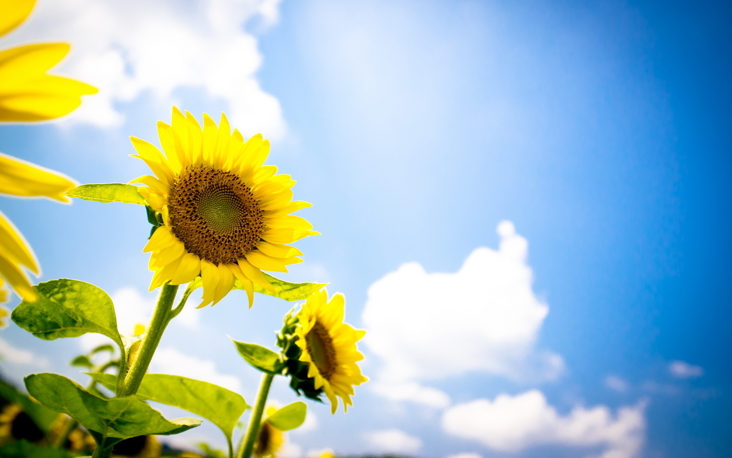 Sunflower Full HD Wallpaper and Background Image | 2560x1600 | ID:289283