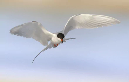 HD PC desktop wallpaper background: seagull in mid-flight, wings outstretched against a soft blue sky.