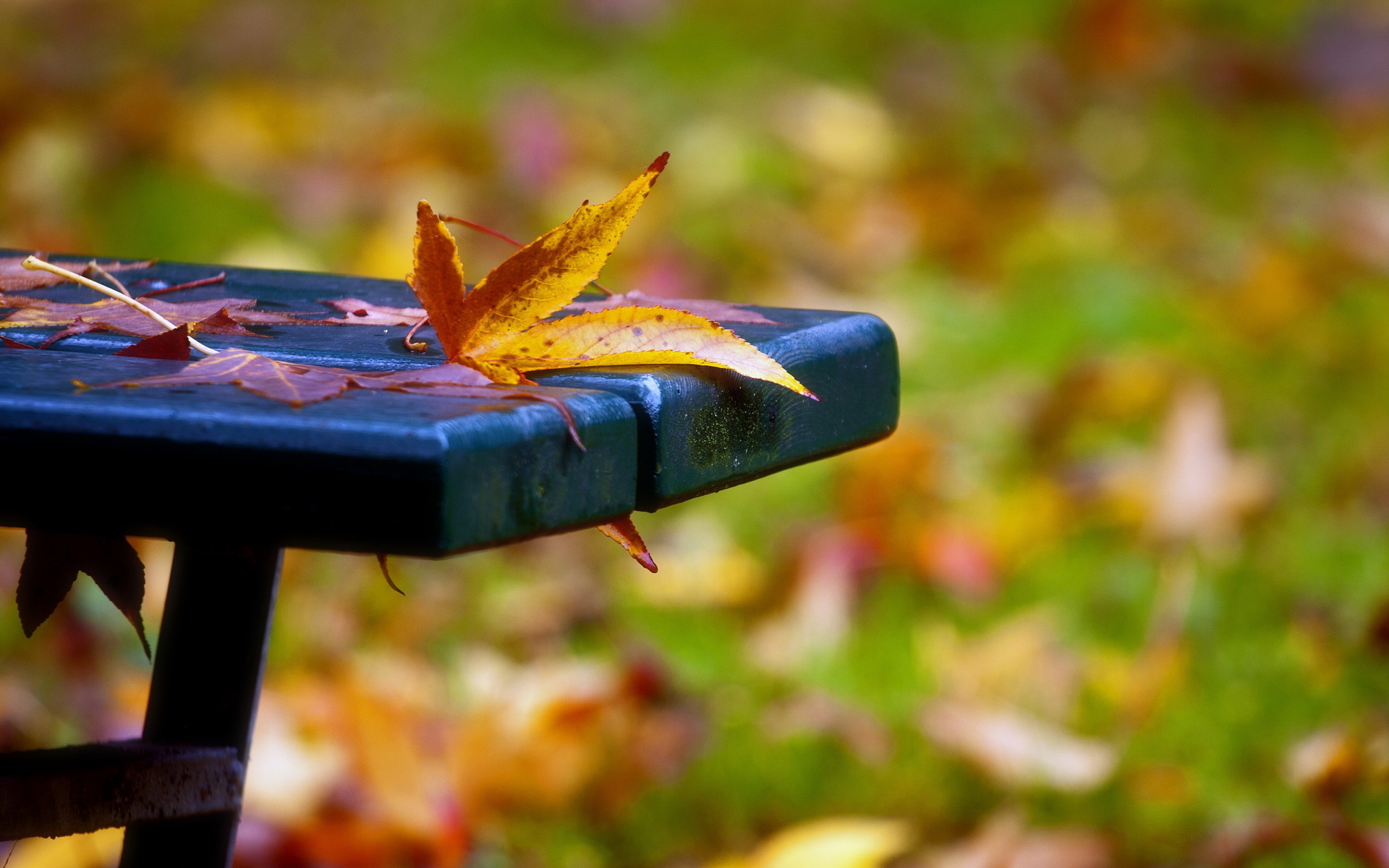 Photography Fall HD Wallpaper | Background Image