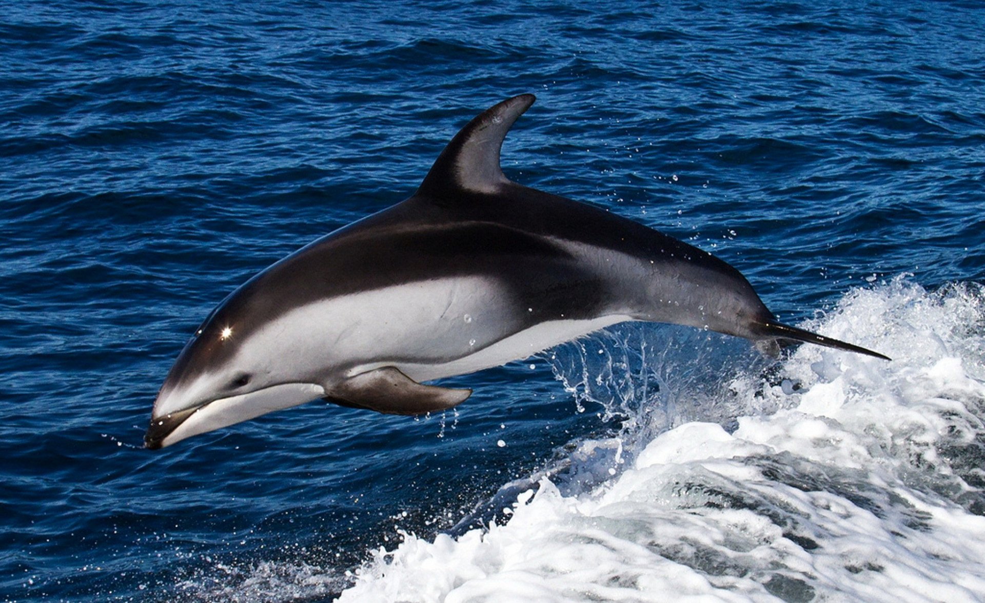 HD PC desktop wallpaper and background: a dolphin leaping above deep-blue ocean, arcing over white wake and spray.