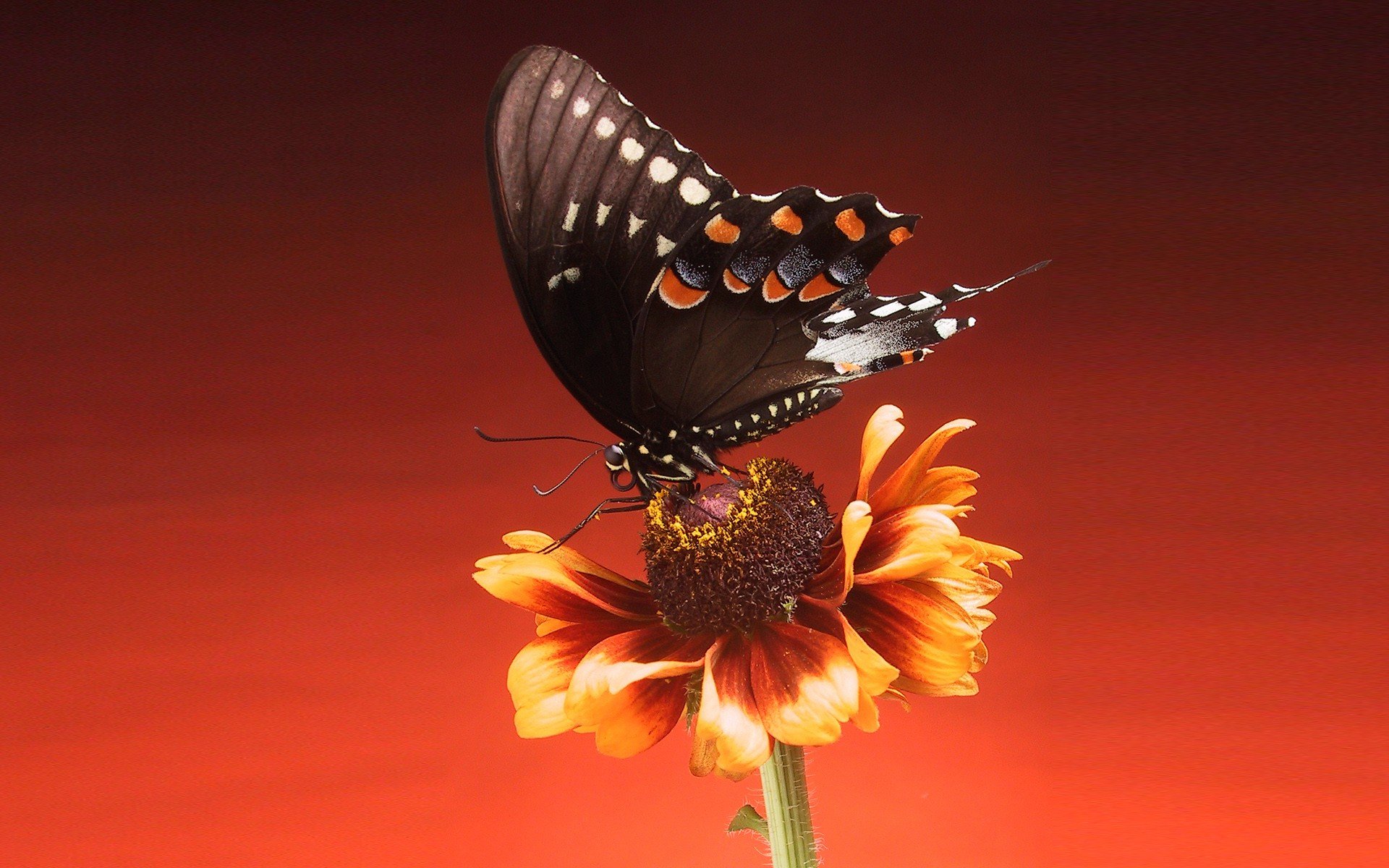Vivid Butterfly on Flower Stunning HD Wallpaper