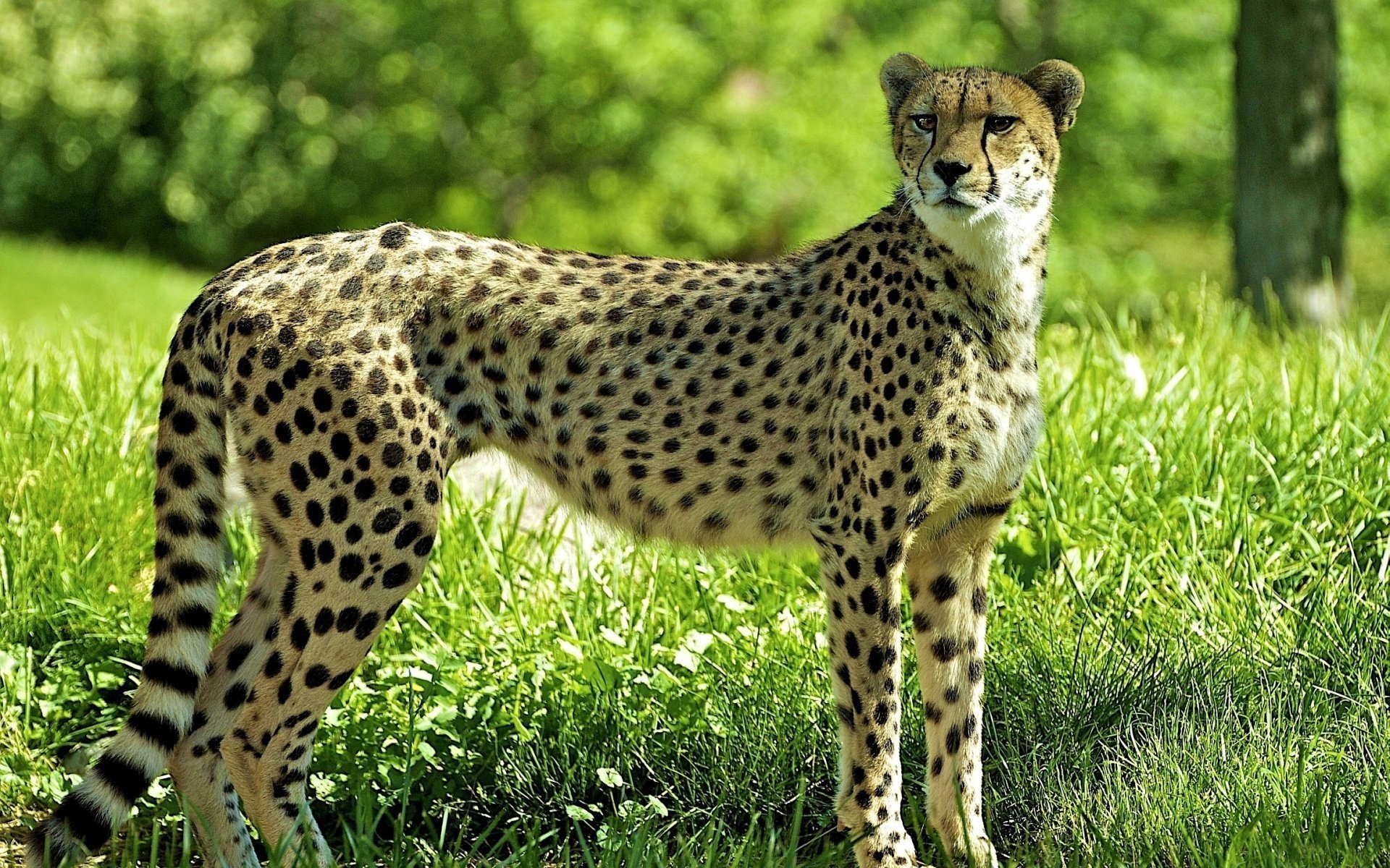 Download Animal Cheetah  HD Wallpaper