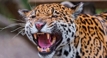 Close-up of a snarling jaguar showing sharp teeth, captured in 4K Ultra HD for a vivid PC desktop wallpaper and background.