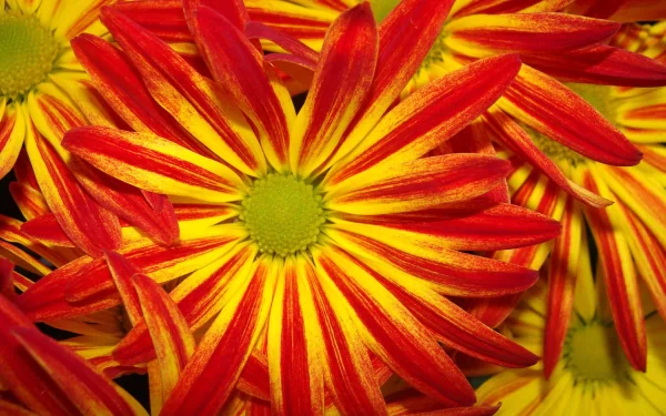 Bright nature close-up of red and yellow daisy-like flowers with green centers and vivid petals — 2K Quad HD PC desktop wallpaper background.