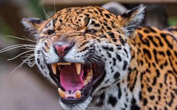 Close-up of a snarling jaguar showing sharp teeth, captured in 4K Ultra HD for a vivid PC desktop wallpaper and background.