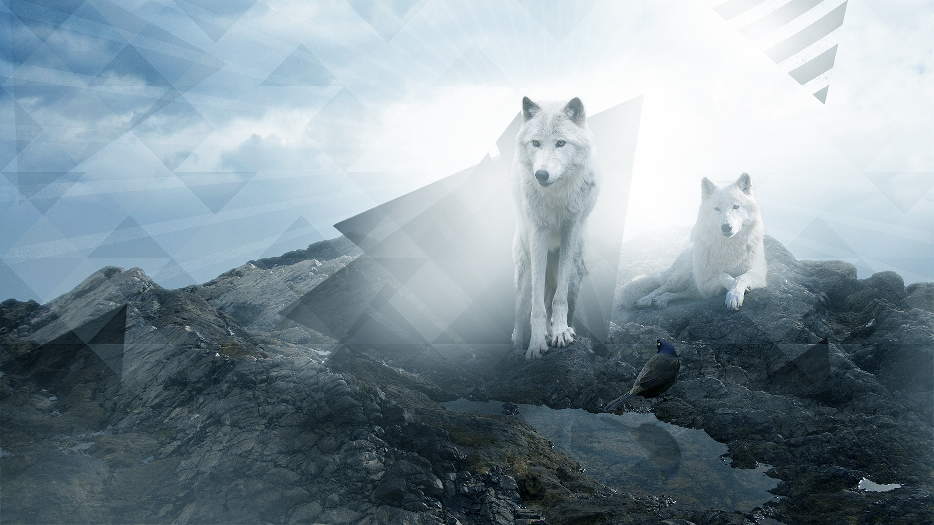 Wolf HD Wallpapers and Backgrounds. 