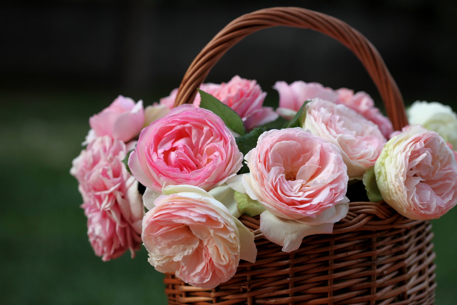 Download Pink Flower Pink Rose Basket Rose Still Life Man Made Flower