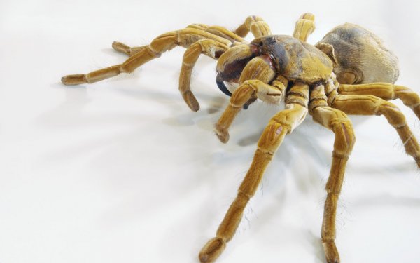 Animal Spider Spiders Arachnid Close-Up Creepy HD Wallpaper | Background Image