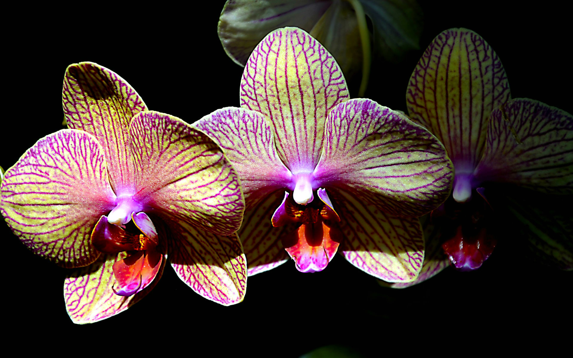 Earth Orchid HD Wallpaper | Background Image